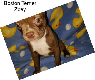 Boston Terrier Zoey