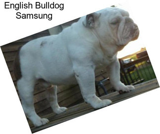 English Bulldog Samsung