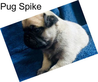 Pug Spike