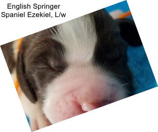 English Springer Spaniel Ezekiel, L/w