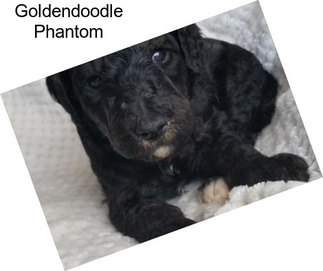 Goldendoodle Phantom