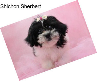 Shichon Sherbert