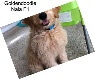 Goldendoodle Nala F1