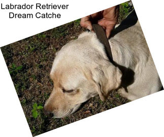 Labrador Retriever Dream Catche