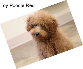 Toy Poodle Red