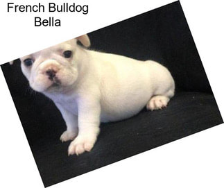 French Bulldog Bella