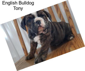 English Bulldog Tony