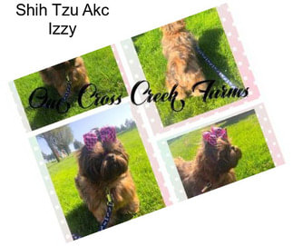 Shih Tzu Akc Izzy