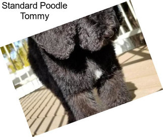 Standard Poodle Tommy