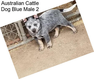 Australian Cattle Dog Blue Male 2