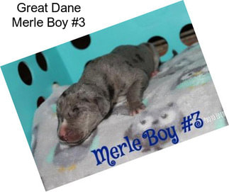 Great Dane Merle Boy #3