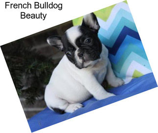 French Bulldog Beauty