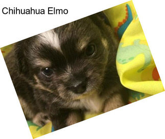 Chihuahua Elmo