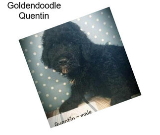 Goldendoodle Quentin