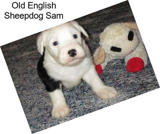 Old English Sheepdog Sam