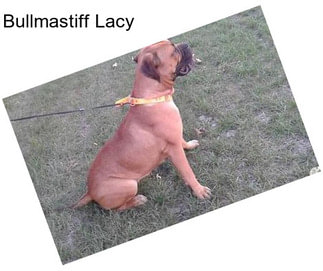 Bullmastiff Lacy