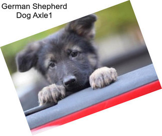 German Shepherd Dog Axle1