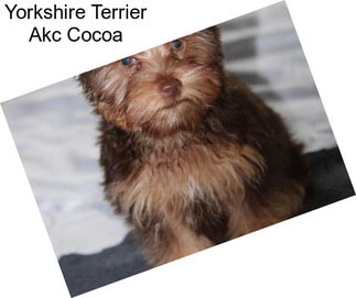 Yorkshire Terrier Akc Cocoa