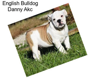 English Bulldog Danny Akc