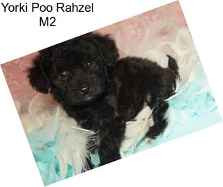 Yorki Poo Rahzel M2