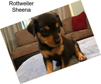 Rottweiler Sheena