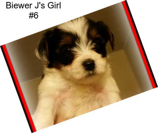 Biewer J\'s Girl #6