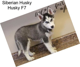 Siberian Husky Husky F7