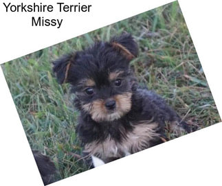 Yorkshire Terrier Missy