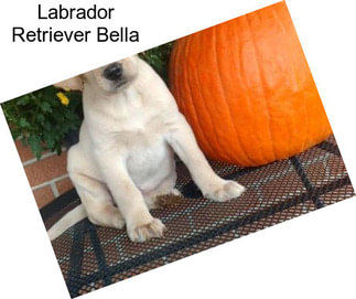 Labrador Retriever Bella