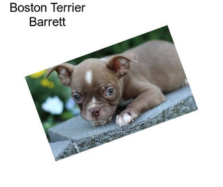 Boston Terrier Barrett