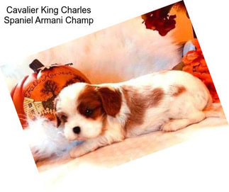 Cavalier King Charles Spaniel Armani Champ