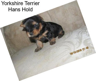 Yorkshire Terrier Hans Hold