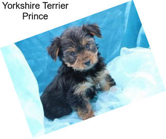 Yorkshire Terrier Prince