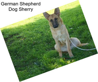 German Shepherd Dog Sherry