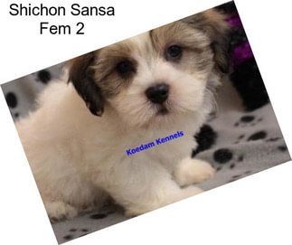 Shichon Sansa Fem 2