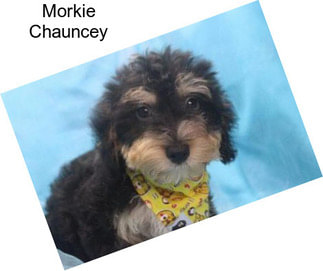 Morkie Chauncey