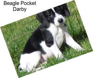 Beagle Pocket Darby