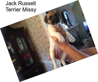 Jack Russell Terrier Missy