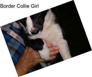 Border Collie Girl