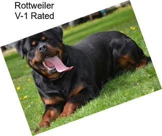 Rottweiler V-1 Rated