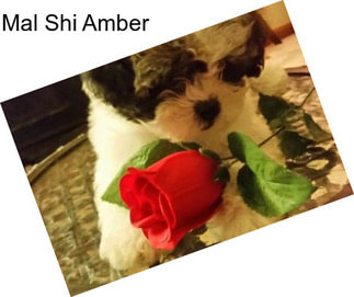 Mal Shi Amber