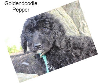 Goldendoodle Pepper