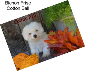 Bichon Frise Cotton Ball