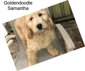 Goldendoodle Samantha