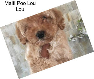 Malti Poo Lou Lou