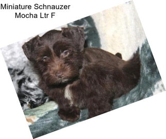 Miniature Schnauzer Mocha Ltr F