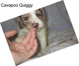 Cavapoo Quiggy