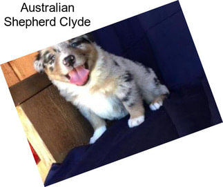 Australian Shepherd Clyde