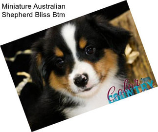 Miniature Australian Shepherd Bliss Btm