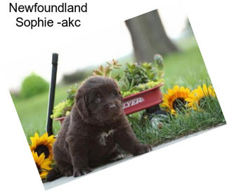 Newfoundland Sophie -akc